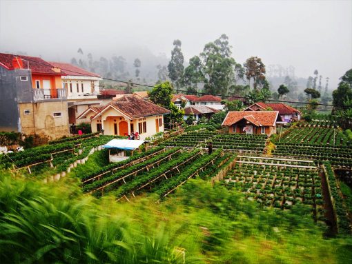 Bandung Lembang Ciwidey TSB 4D3N Start Jakarta